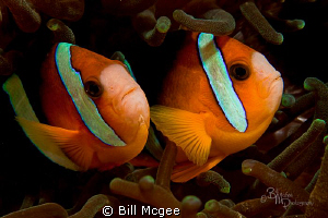 Two Anemone Fish by Bill Mcgee 